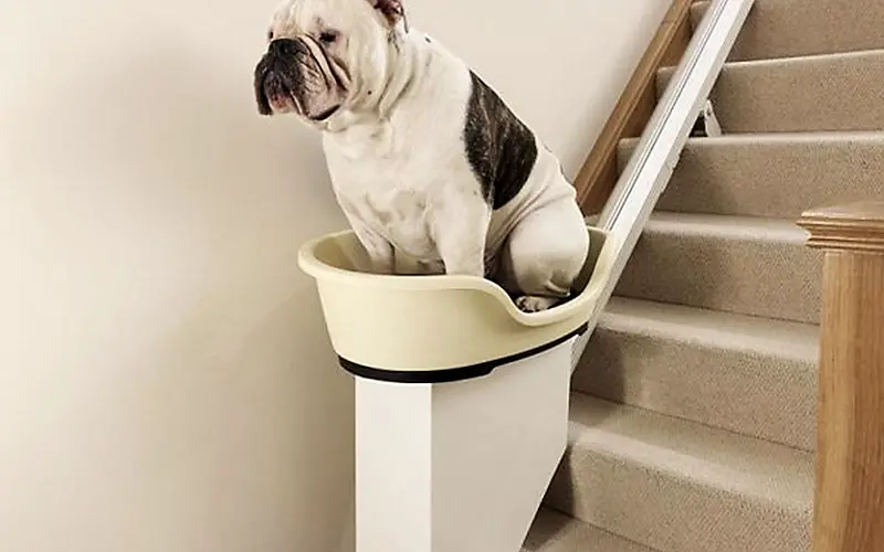 Escaleras para perros: Subir y bajar en forma segura